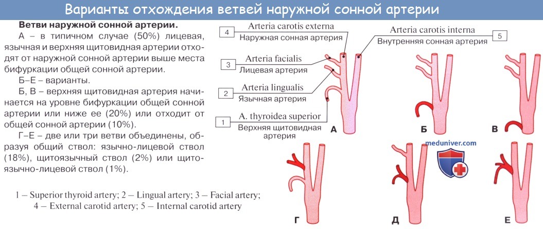 Чем отличаются артерии. Отделы общей сонной артерии на УЗИ. Бифуркация сонной артерии на уровне. Варианты отхождения внутренней сонной артерии. Варианты отхождения общей сонной артерии.