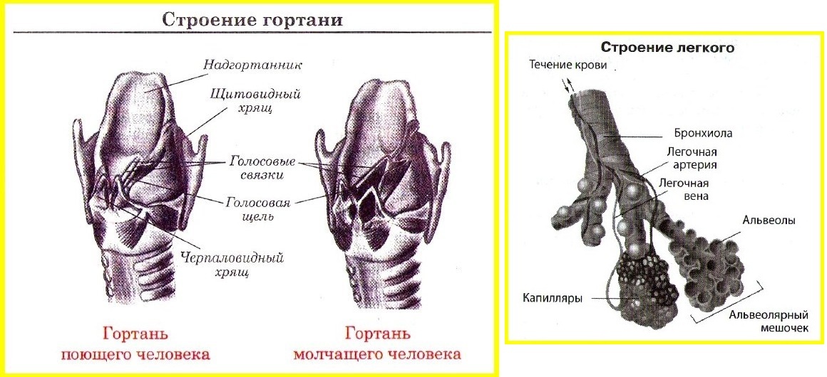 Гортань человека строение в картинках с подписями